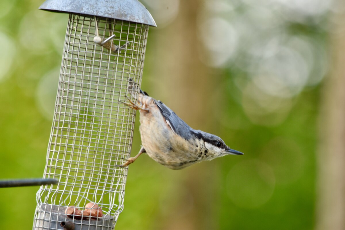 Nuthatch σε κενό τροφοδότη πουλιών