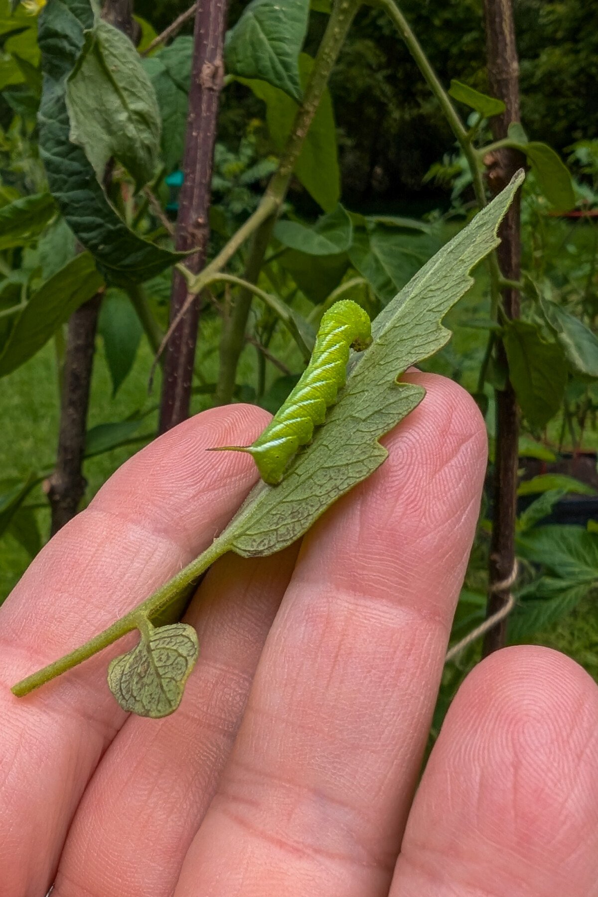 Χέρι κρατώντας ένα hornworm