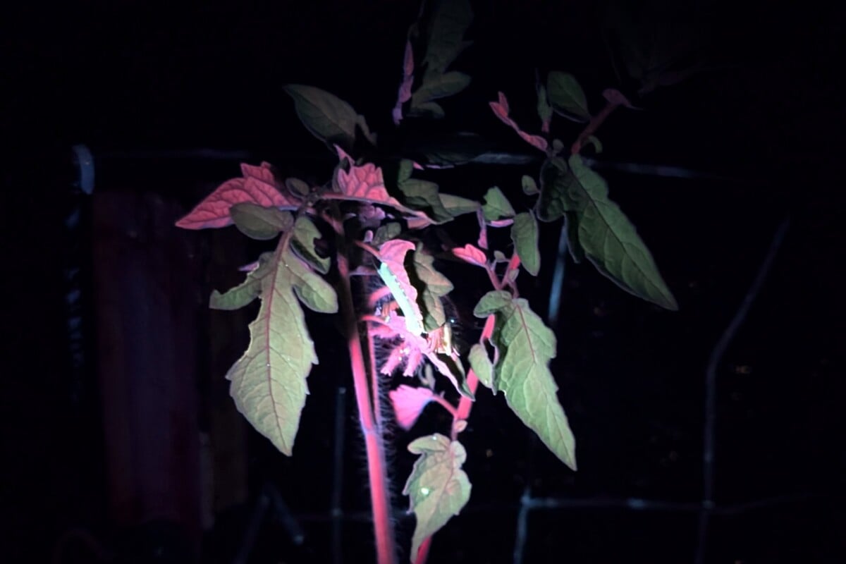 Hornworm το βράδυ φωτισμένο από φακό UV