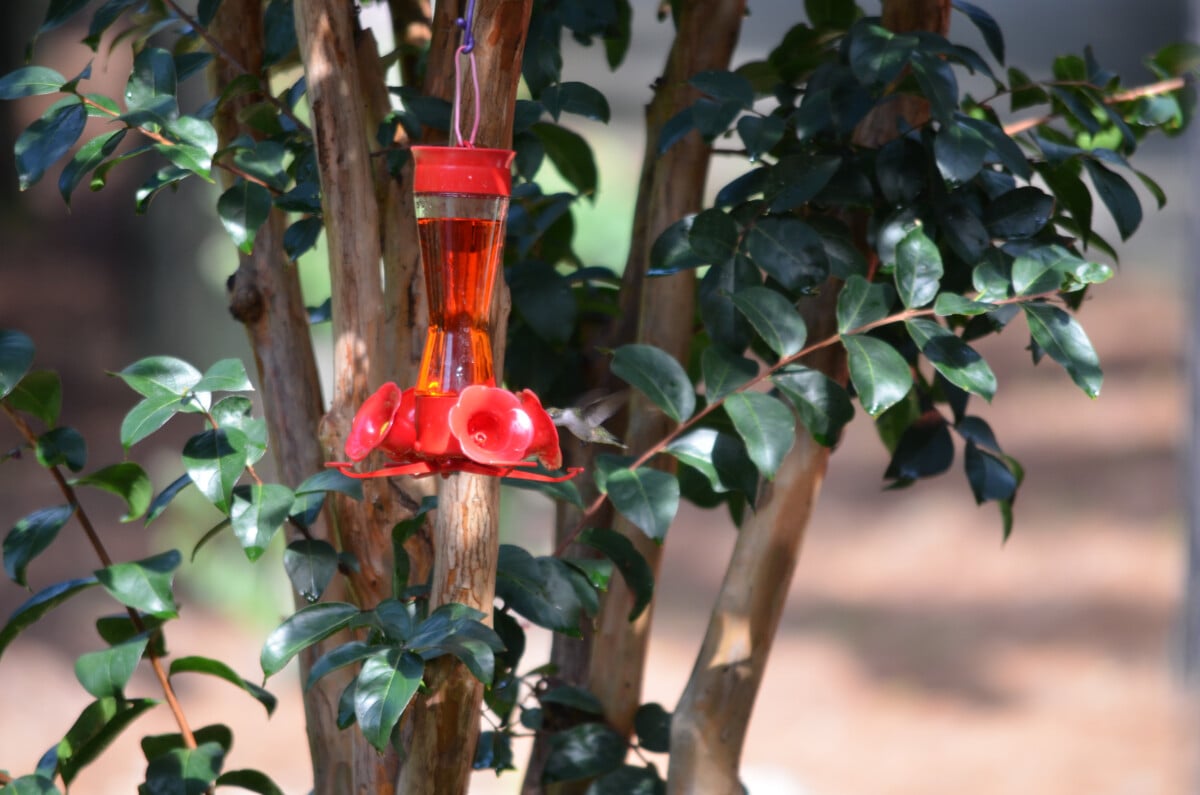 Τροφοδότης Hummingbird σε θάμνους