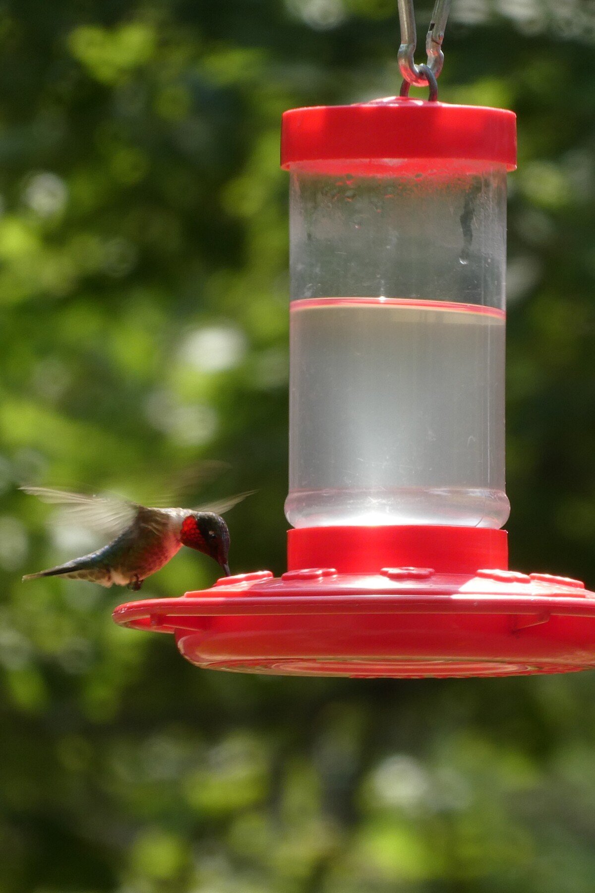 Τροφοδότης Hummingbird με συννεφιασμένο νέκταρ